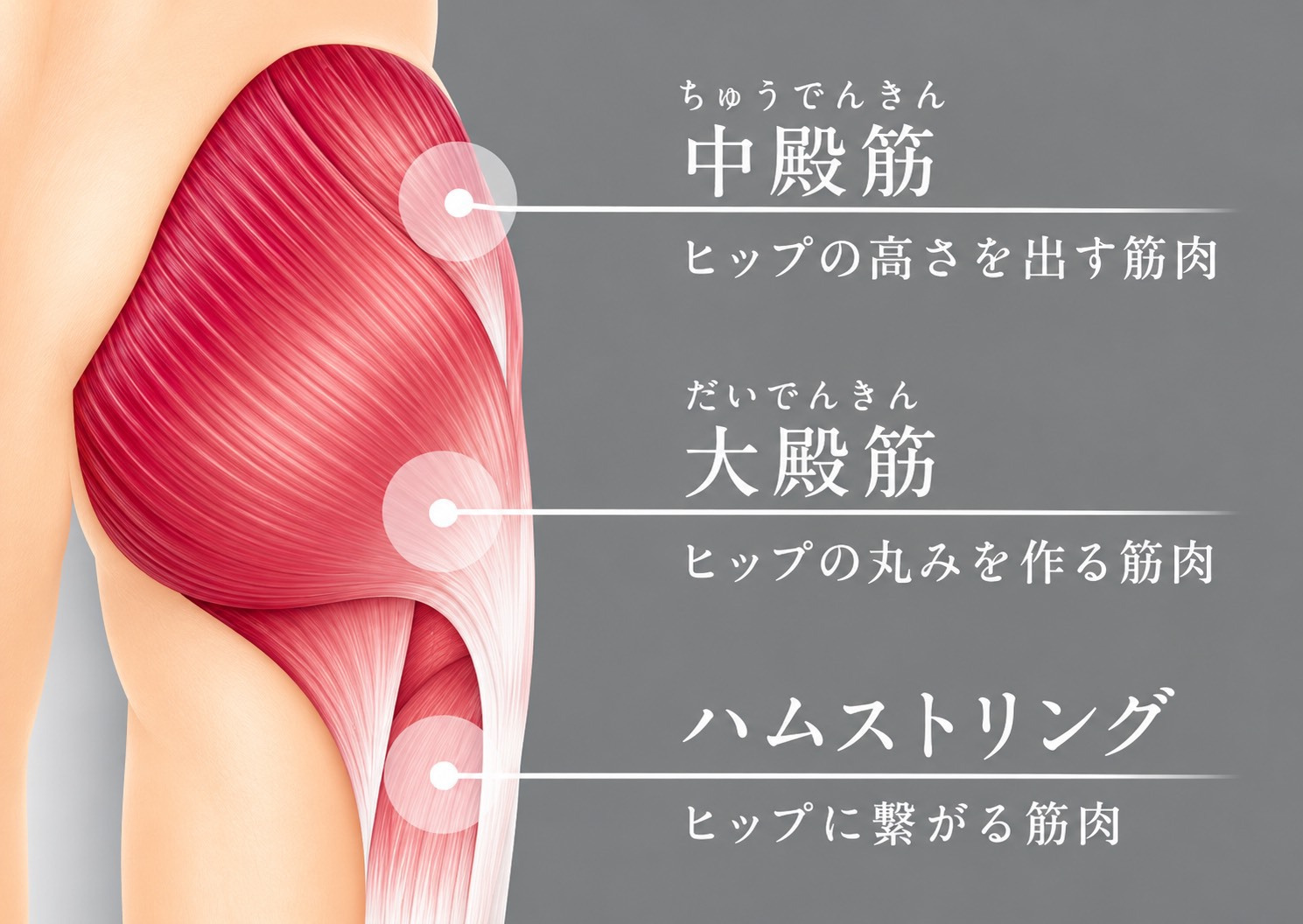 中殿筋・大殿筋・ハムストリングの説明図